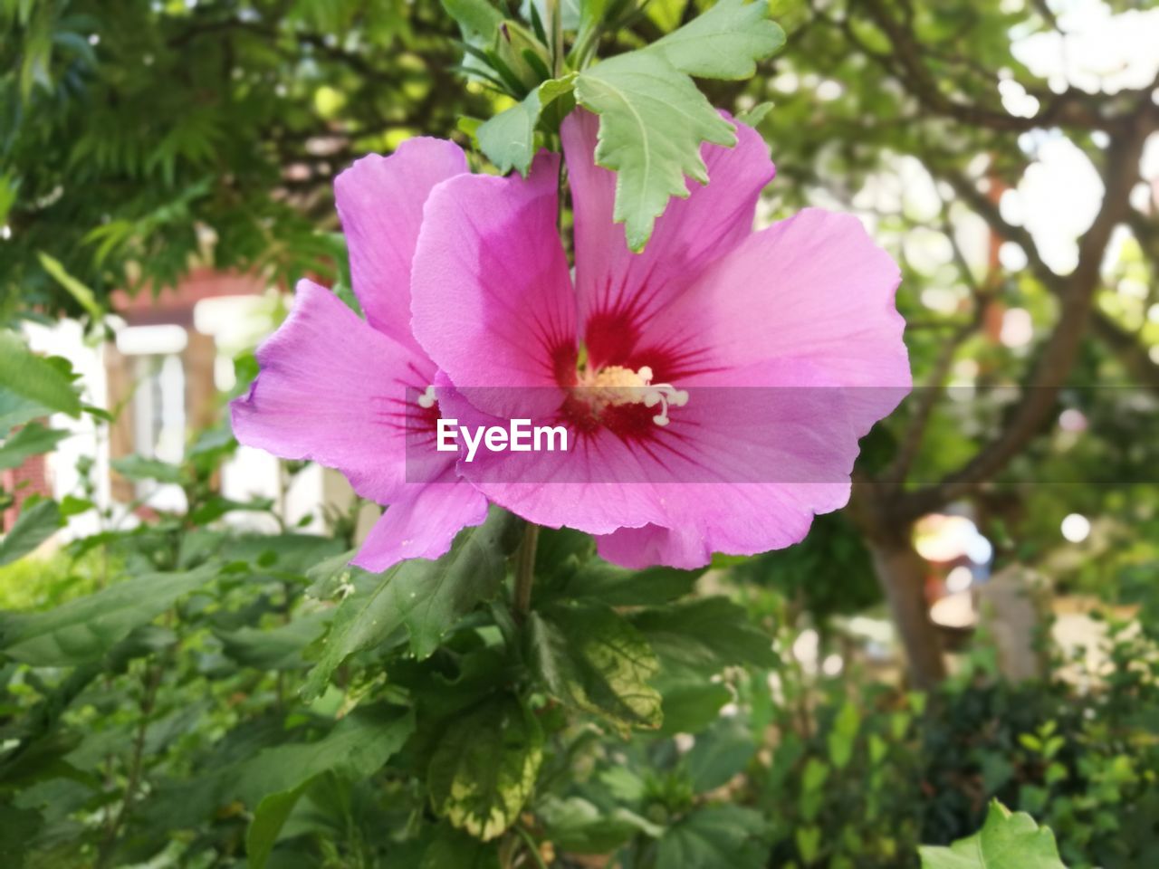 CLOSE-UP OF HIBISCUS