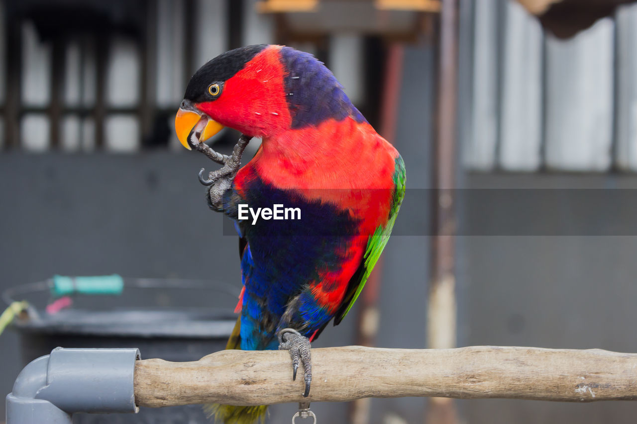 bird, animal themes, animal, pet, parrot, animal wildlife, one animal, perching, beak, multi colored, focus on foreground, wildlife, day, close-up, outdoors, nature, no people, red