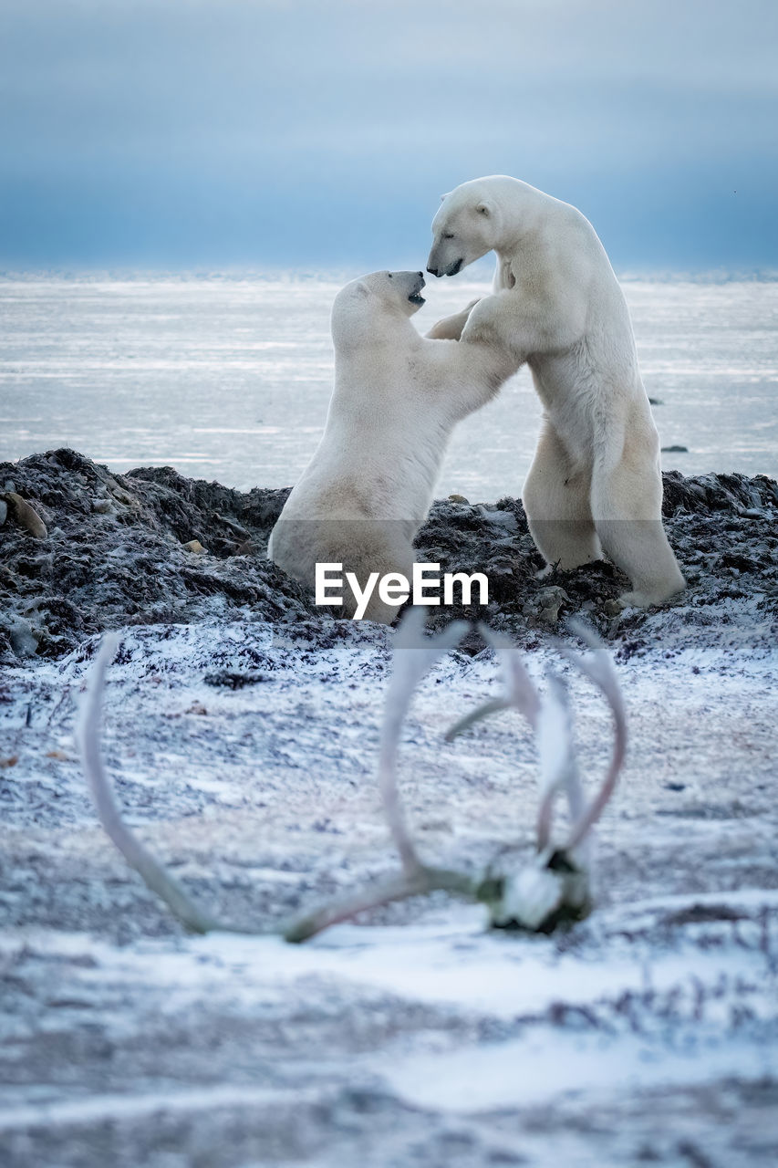 Two polar bears play fight near antlers