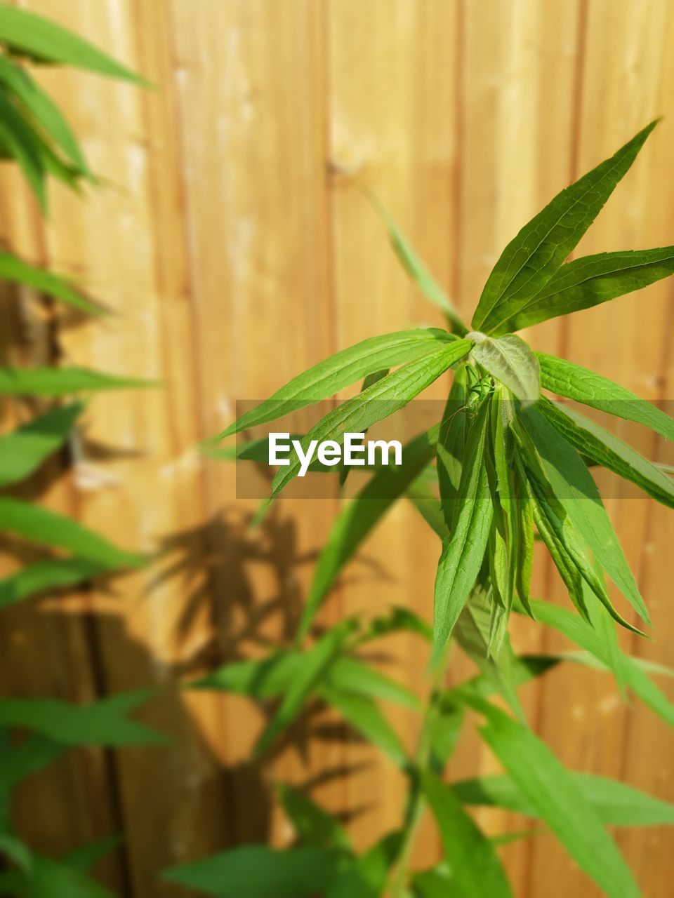 CLOSE-UP OF FRESH GREEN PLANT