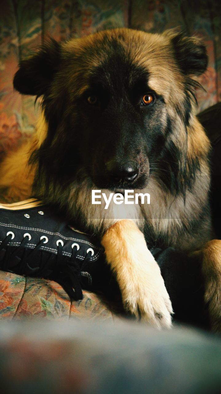 CLOSE-UP OF DOG LYING DOWN ON FLOOR