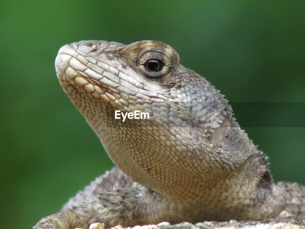 Close-up of lizard