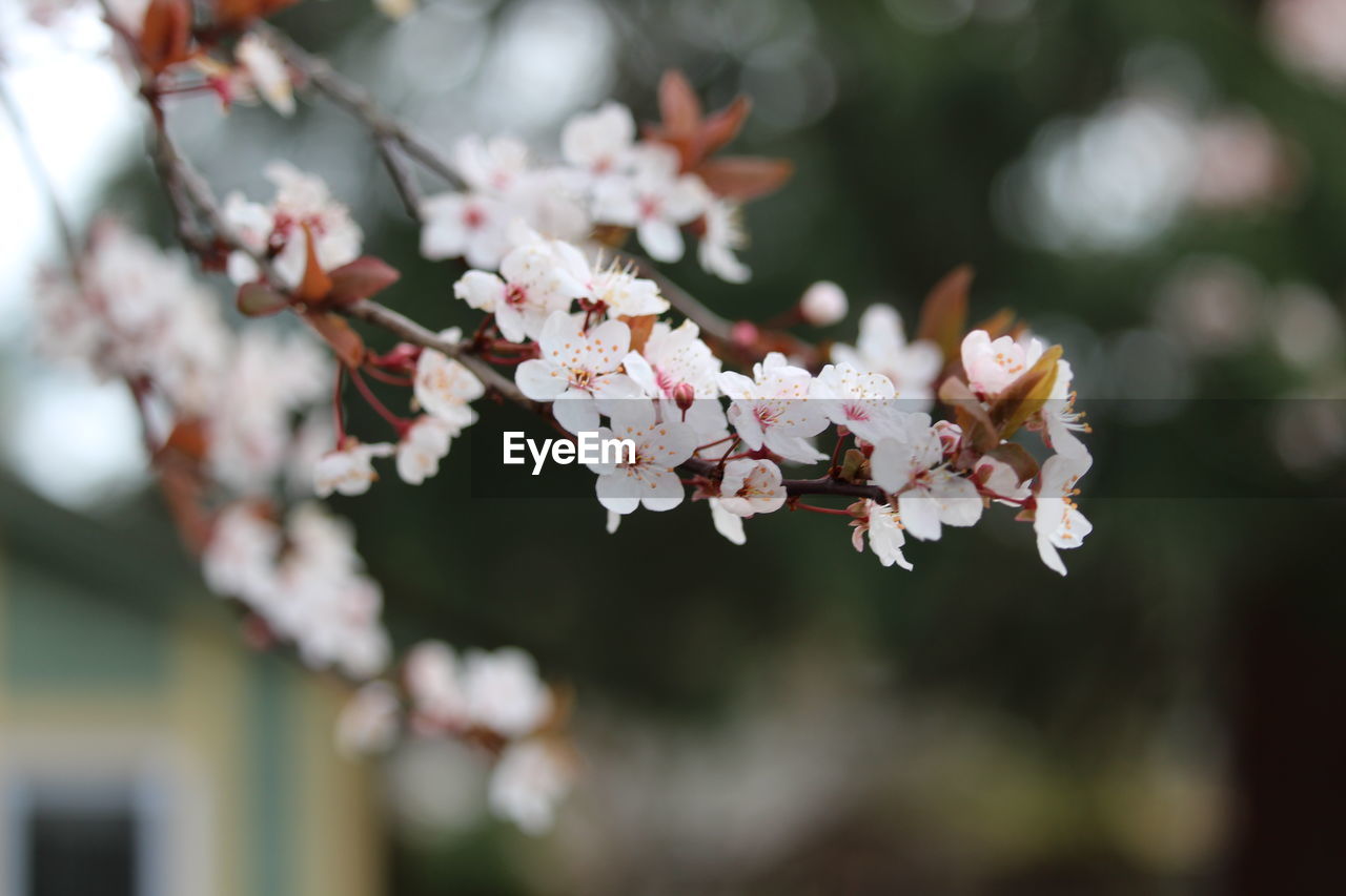 plant, flower, flowering plant, blossom, beauty in nature, tree, springtime, fragility, freshness, nature, growth, branch, cherry blossom, spring, pink, close-up, focus on foreground, outdoors, flower head, day, no people, white, inflorescence, petal, macro photography, selective focus, cherry tree, produce, botany, twig, food and drink, fruit, fruit tree, food, leaf