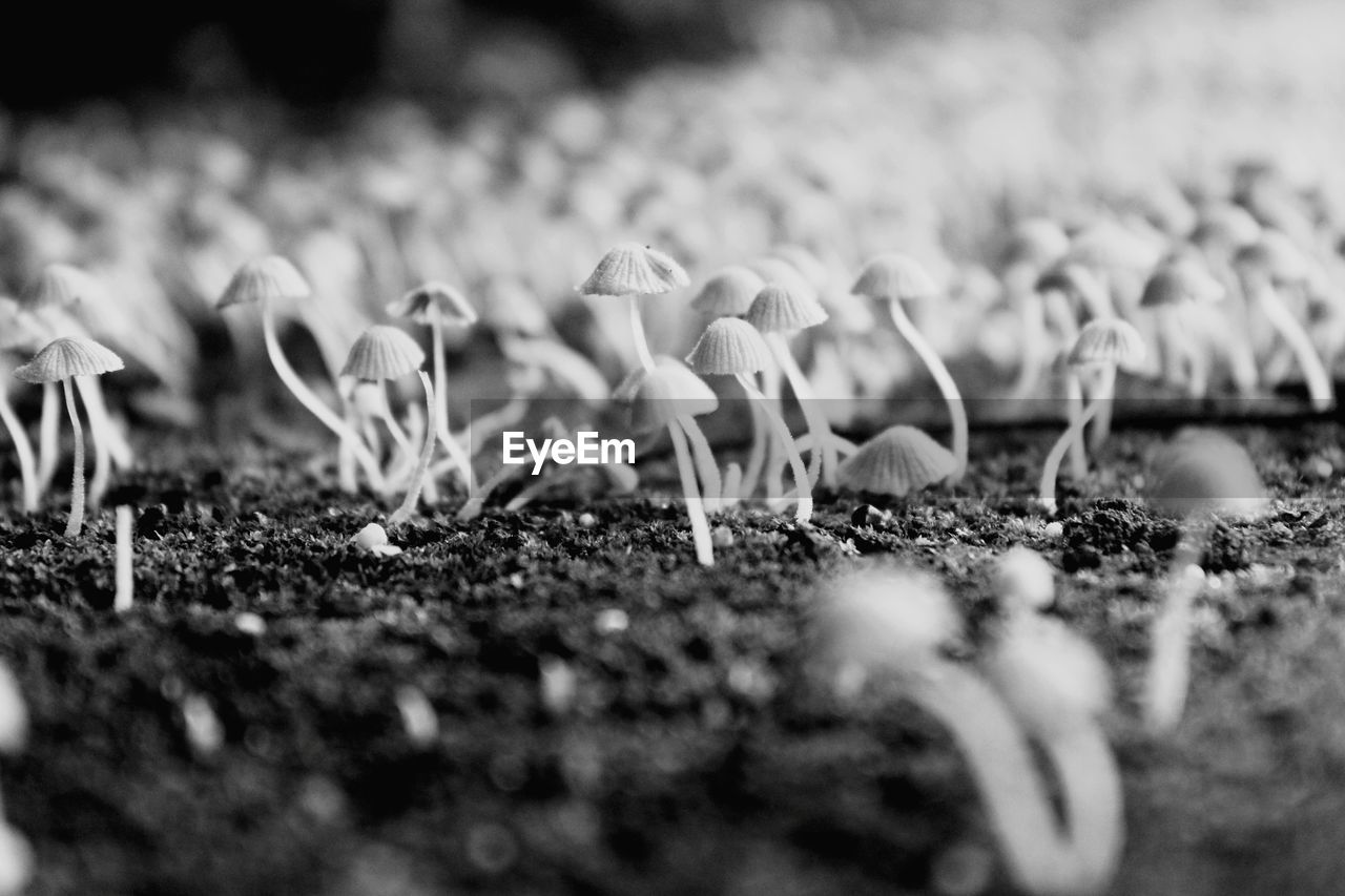 Close-up of mushrooms on field