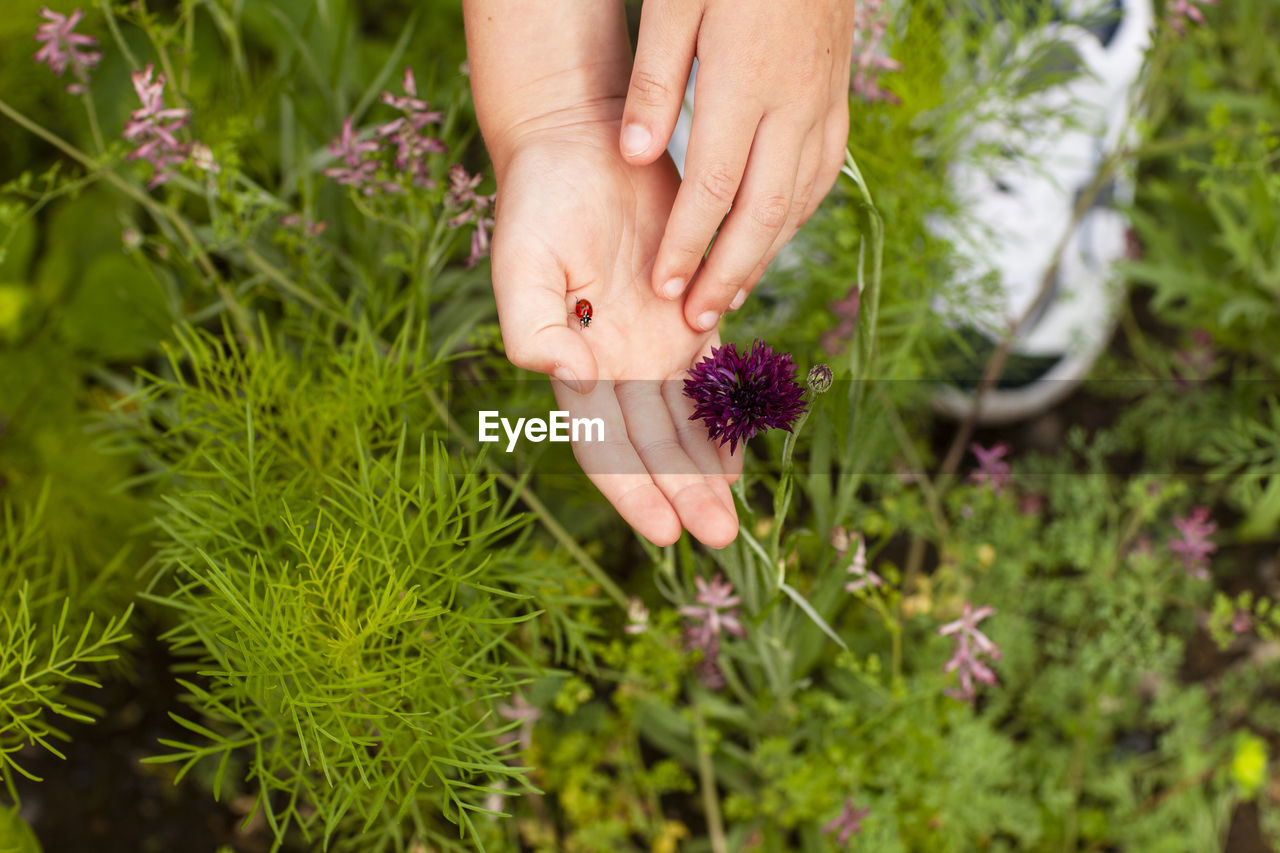 Cropped hand with ladybug by flowering plants