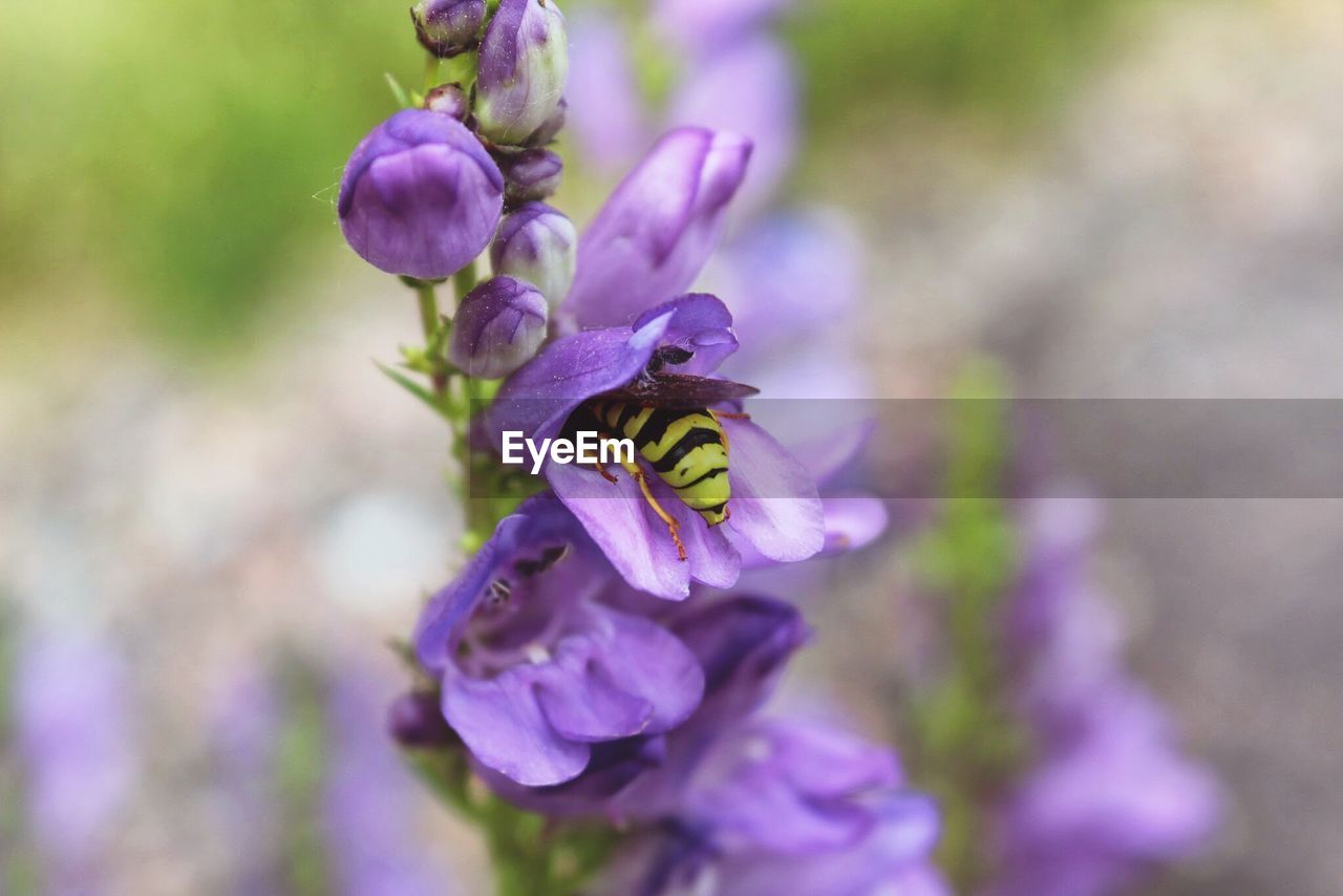 Close-up of bee pollinating fresh purple flower