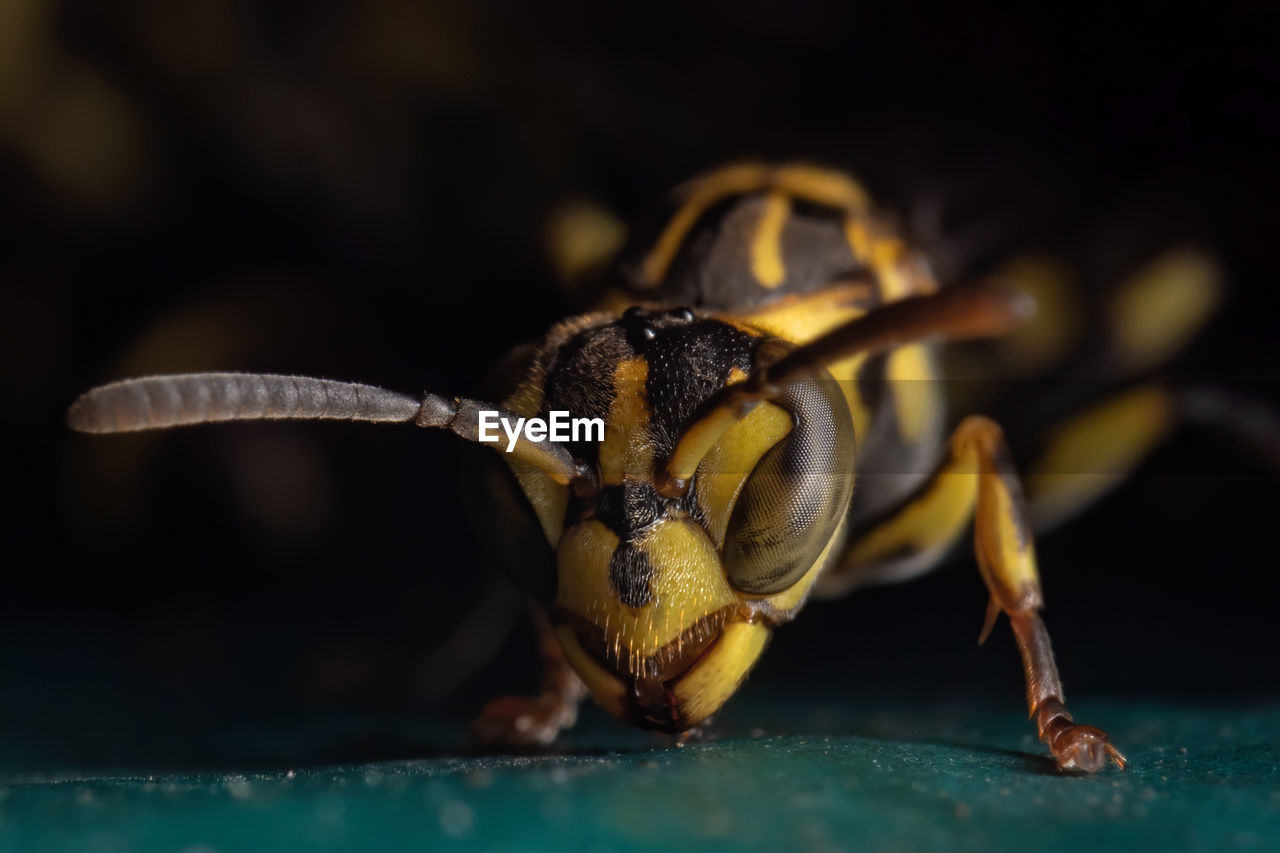 Close-up of insect on table