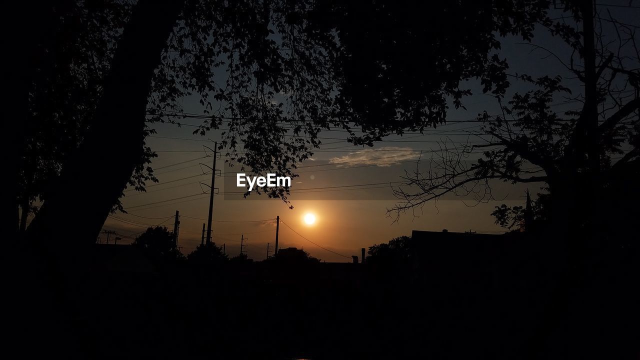 SILHOUETTE OF TREES AT SUNSET