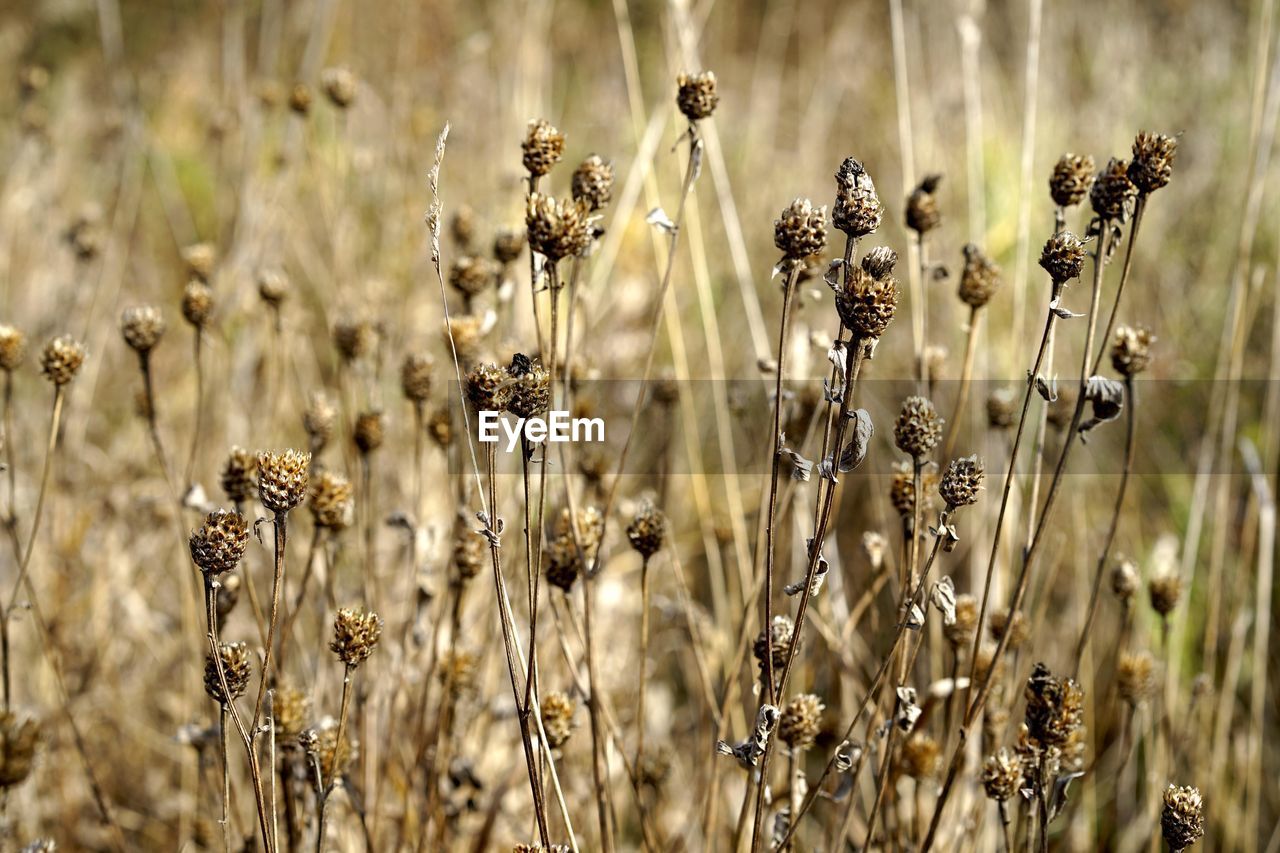 Close-up of wilted plants on field
