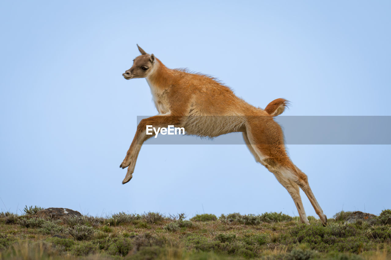 animal, animal themes, mammal, animal wildlife, one animal, wildlife, jumping, full length, nature, sky, no people, blue, motion, side view, outdoors, clear sky, day, grass, mid-air