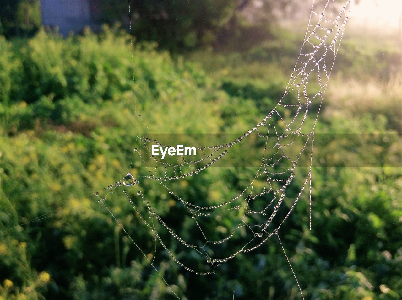 CLOSE-UP OF WET SPIDER WEB ON PLANTS