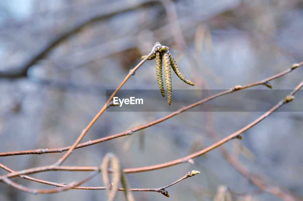 Close-up of male flower catkins growing on tree during winter
