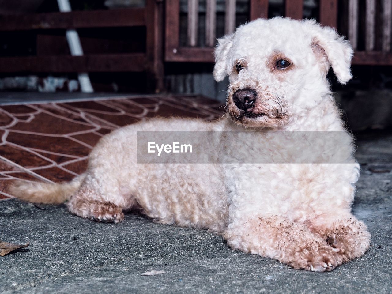 Portrait of dog sitting outdoors