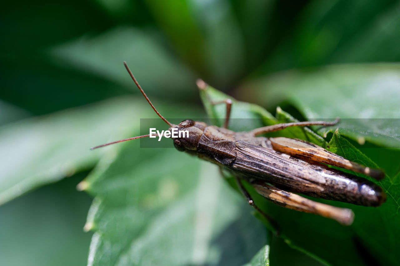 CLOSE-UP OF GRASSHOPPER