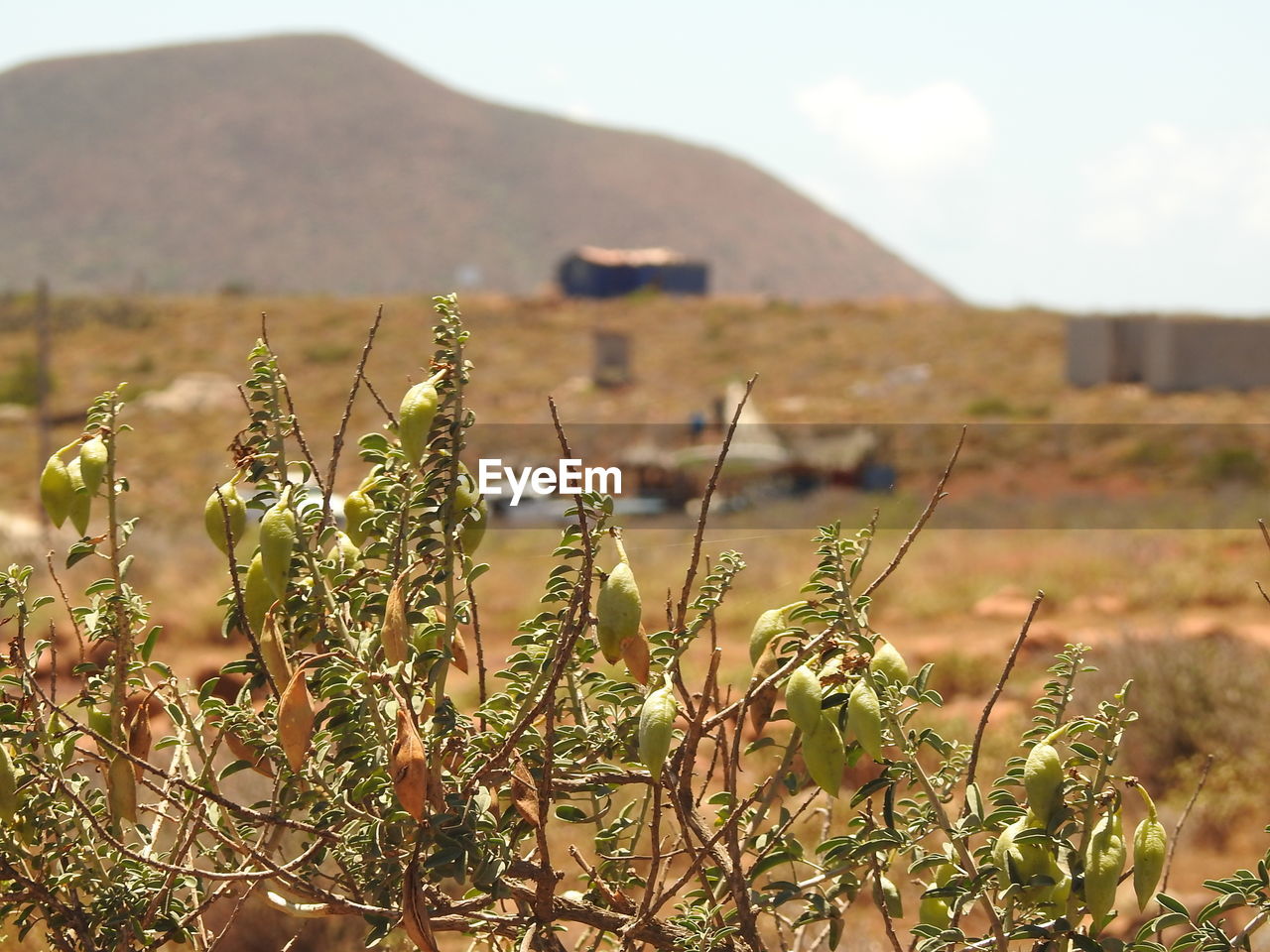 Plants growing on field against sky