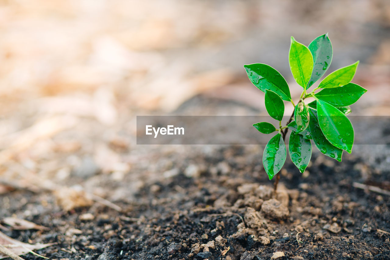 Close-up of small plant growing on field