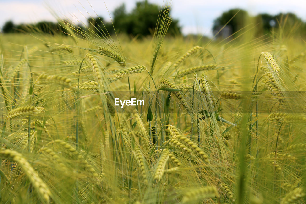 Close-up of barley growing on a field