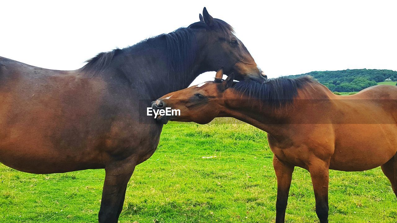 HORSES STANDING ON FIELD