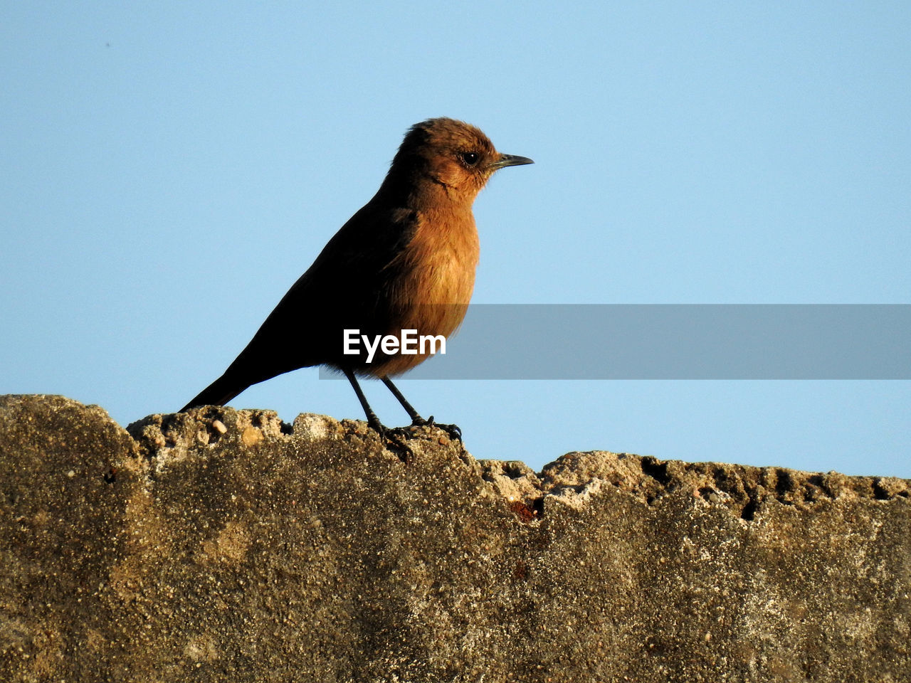 CLOSE-UP OF BIRD PERCHING AGAINST CLEAR SKY