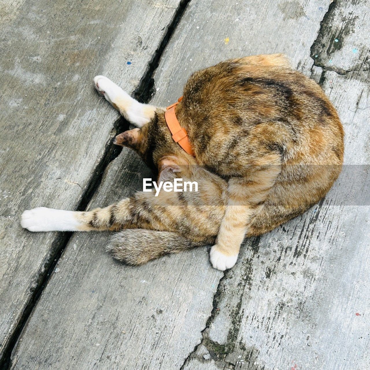 animal, animal themes, cat, high angle view, one animal, pet, mammal, wood, relaxation, sleeping, no people, domestic animals, resting, feline, lying down, day, domestic cat, footpath, small to medium-sized cats, full length
