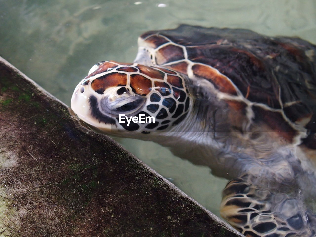 High angle view of green turtle in pond