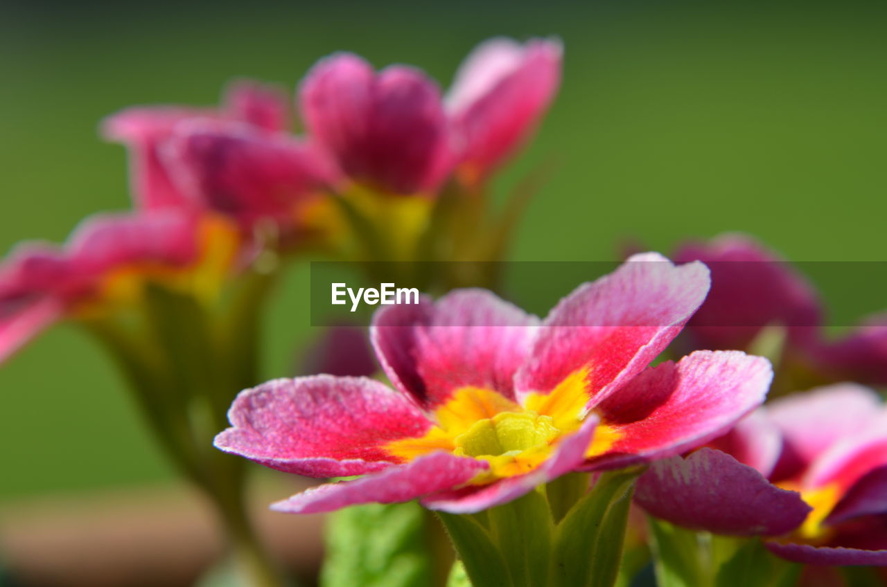 CLOSE-UP OF PINK FLOWERS