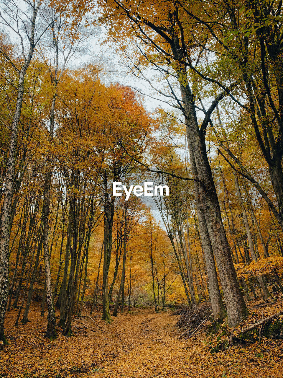 TREES AND YELLOW LEAVES DURING AUTUMN