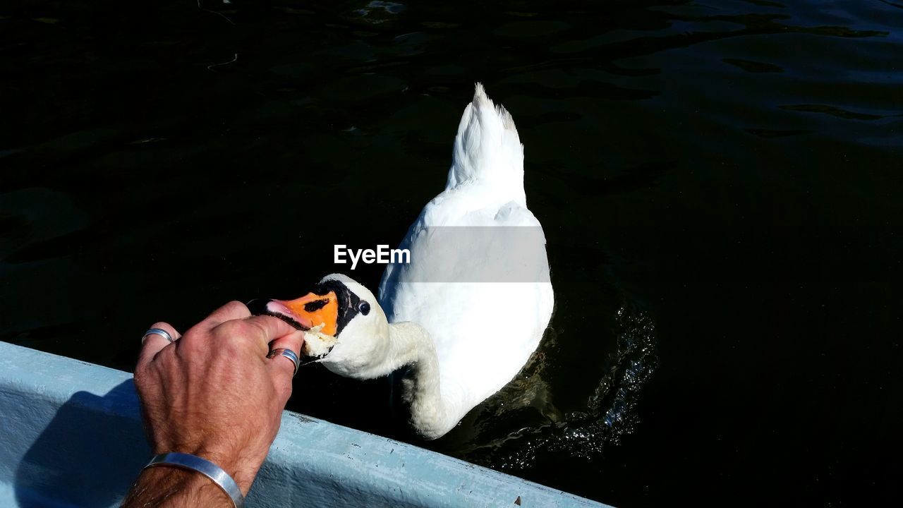 Cropped hand feeding swan by lake