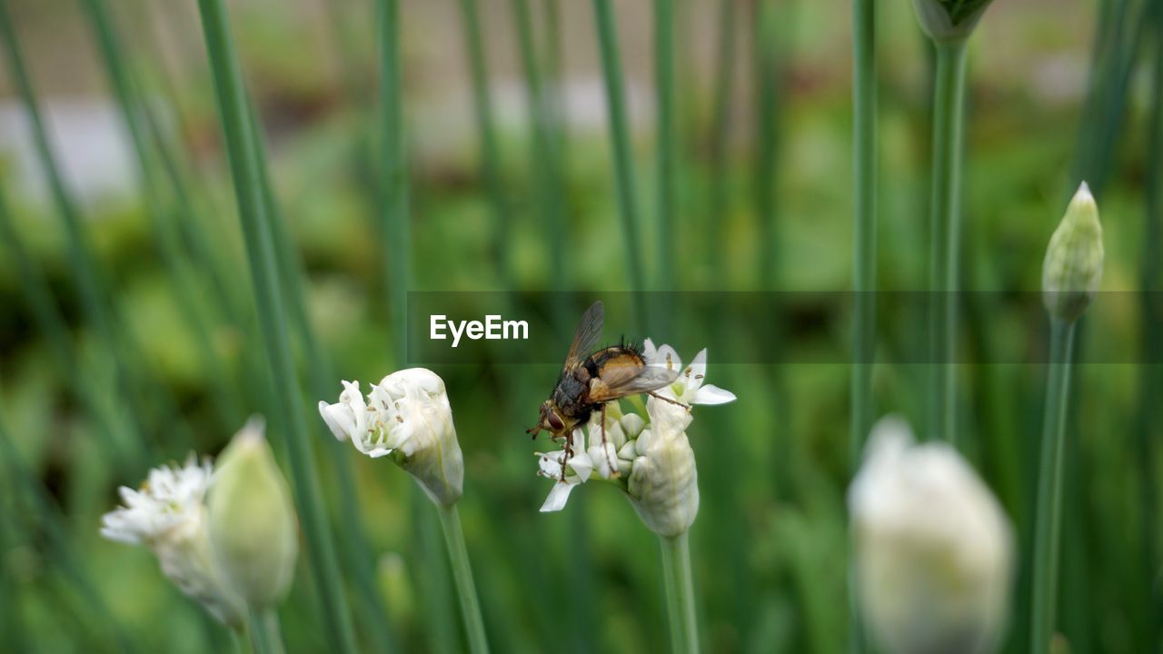 CLOSE-UP OF BEE POLLINATING ON WHITE FLOWERING PLANT