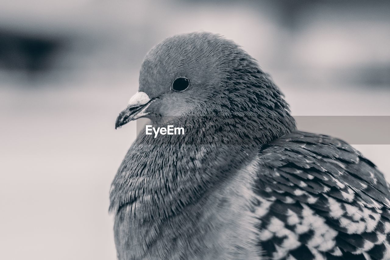 Close-up of bird