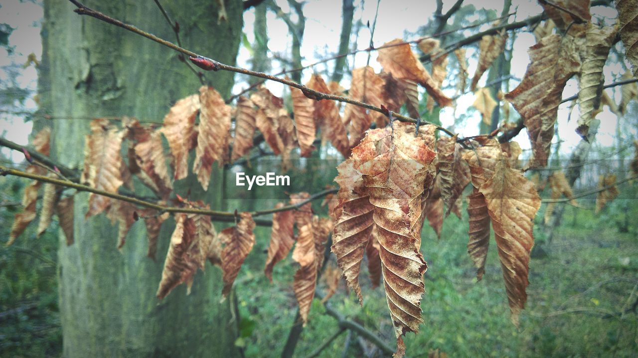 Close-up of leaves at forest