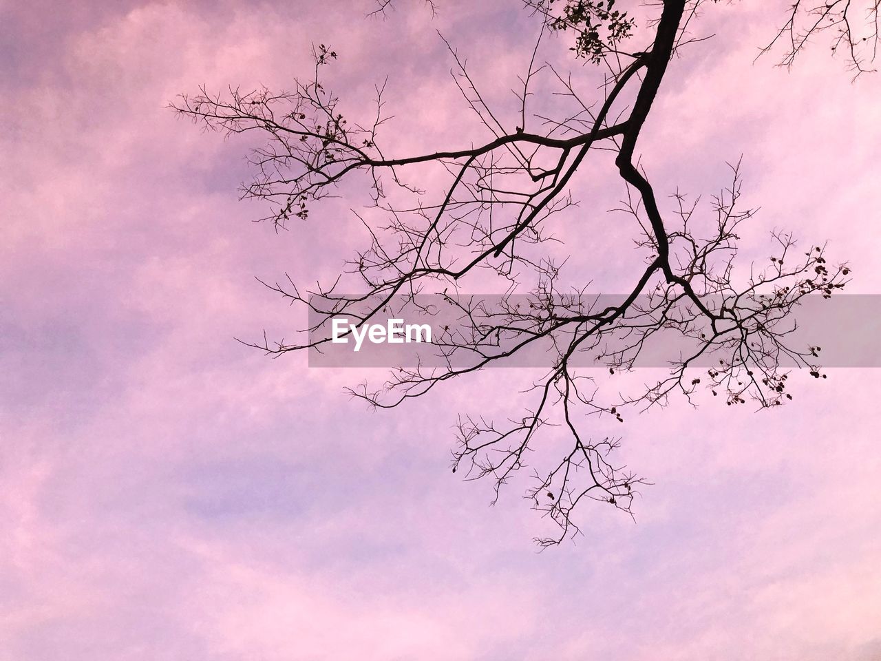 LOW ANGLE VIEW OF SILHOUETTE TREE AGAINST SKY DURING SUNSET