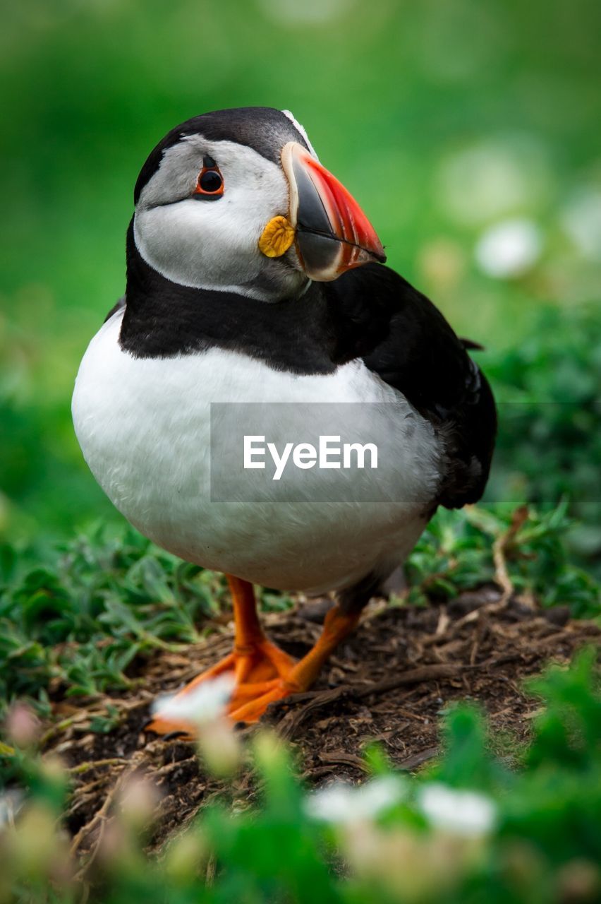 Close-up of puffin on field