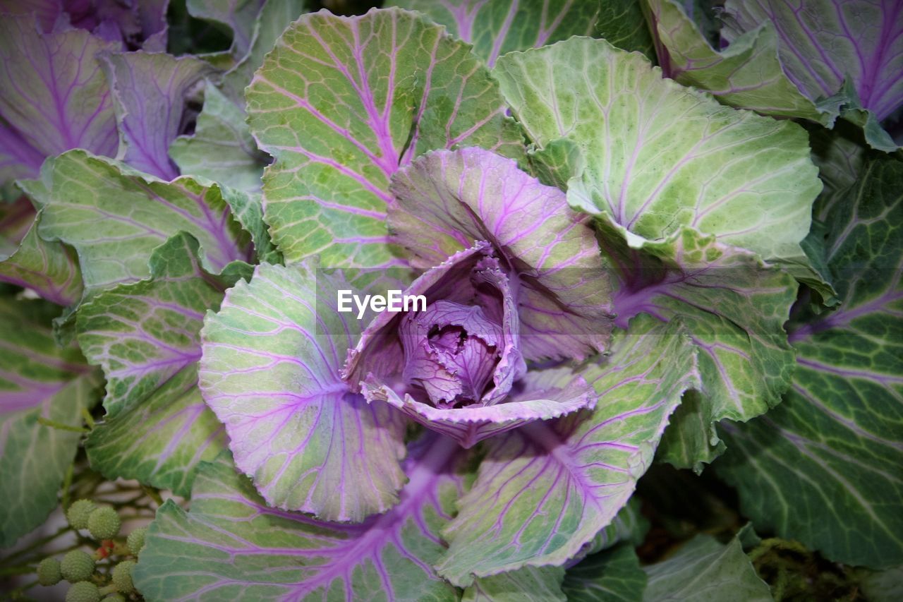 HIGH ANGLE VIEW OF PURPLE FLOWERS