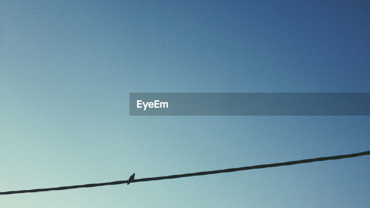 Low angle view of silhouette bird perching on cable against clear sky