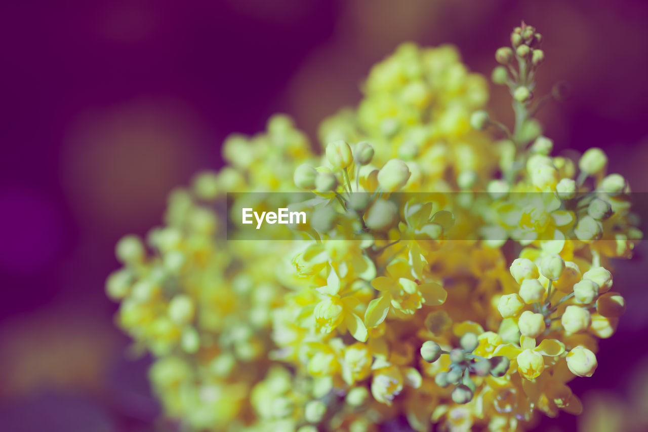 CLOSE-UP OF YELLOW FLOWERING PLANTS