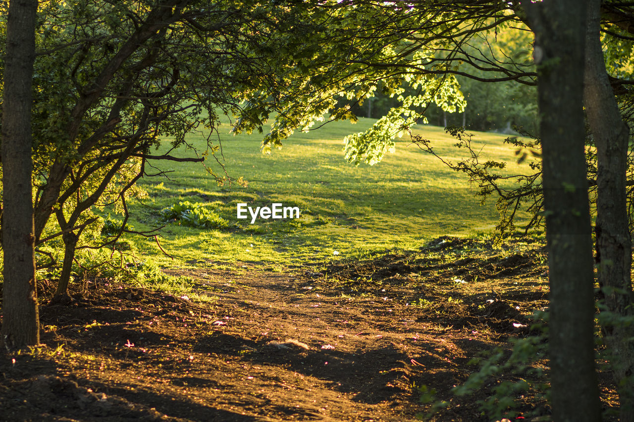 Trees in forest
