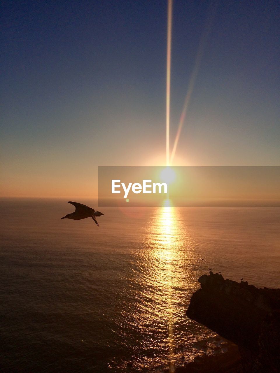 Silhouette bird flying over sea against sky during sunset