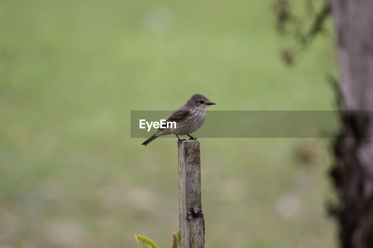 CLOSE-UP OF BIRD PERCHING ON WOODEN POSTS