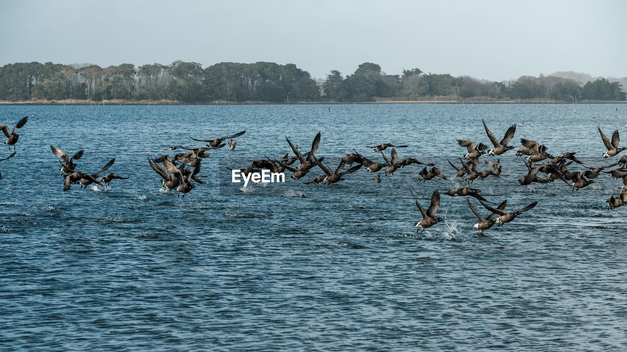 FLOCK OF BIRDS FLYING OVER LAKE AGAINST CLEAR SKY