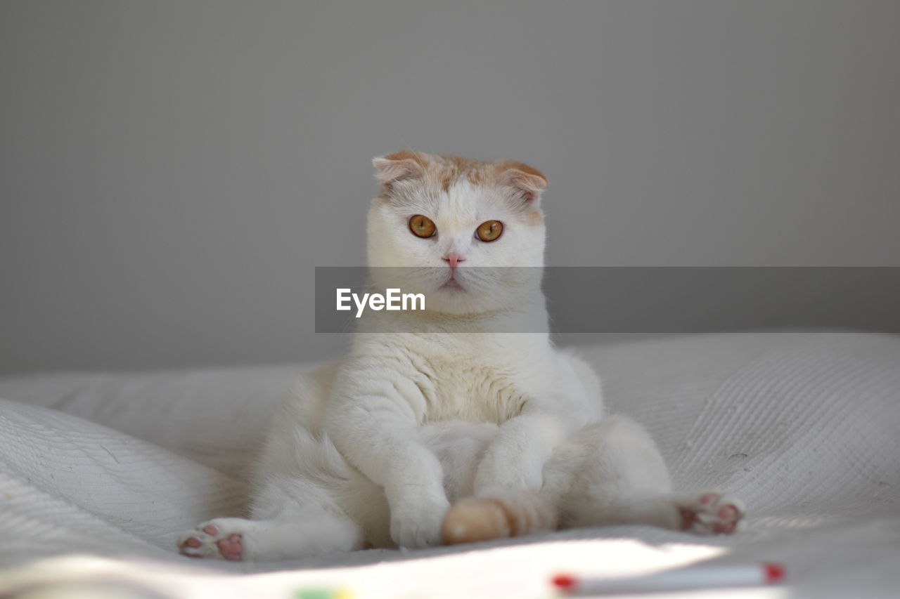 Portrait of cat on bed