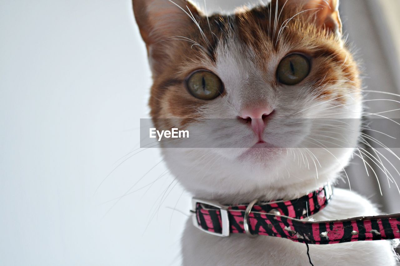Close-up portrait of cat