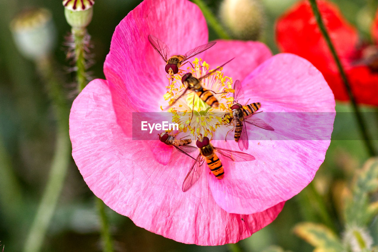 Close-up of hoverflies pollinating on pink poppy flower