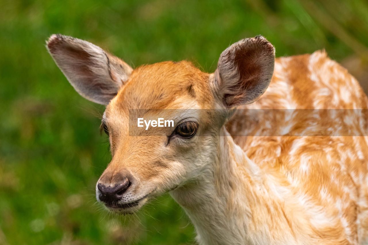 CLOSE-UP OF DEER