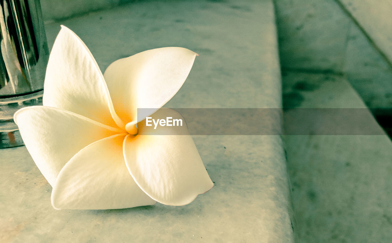 Close-up of white flower