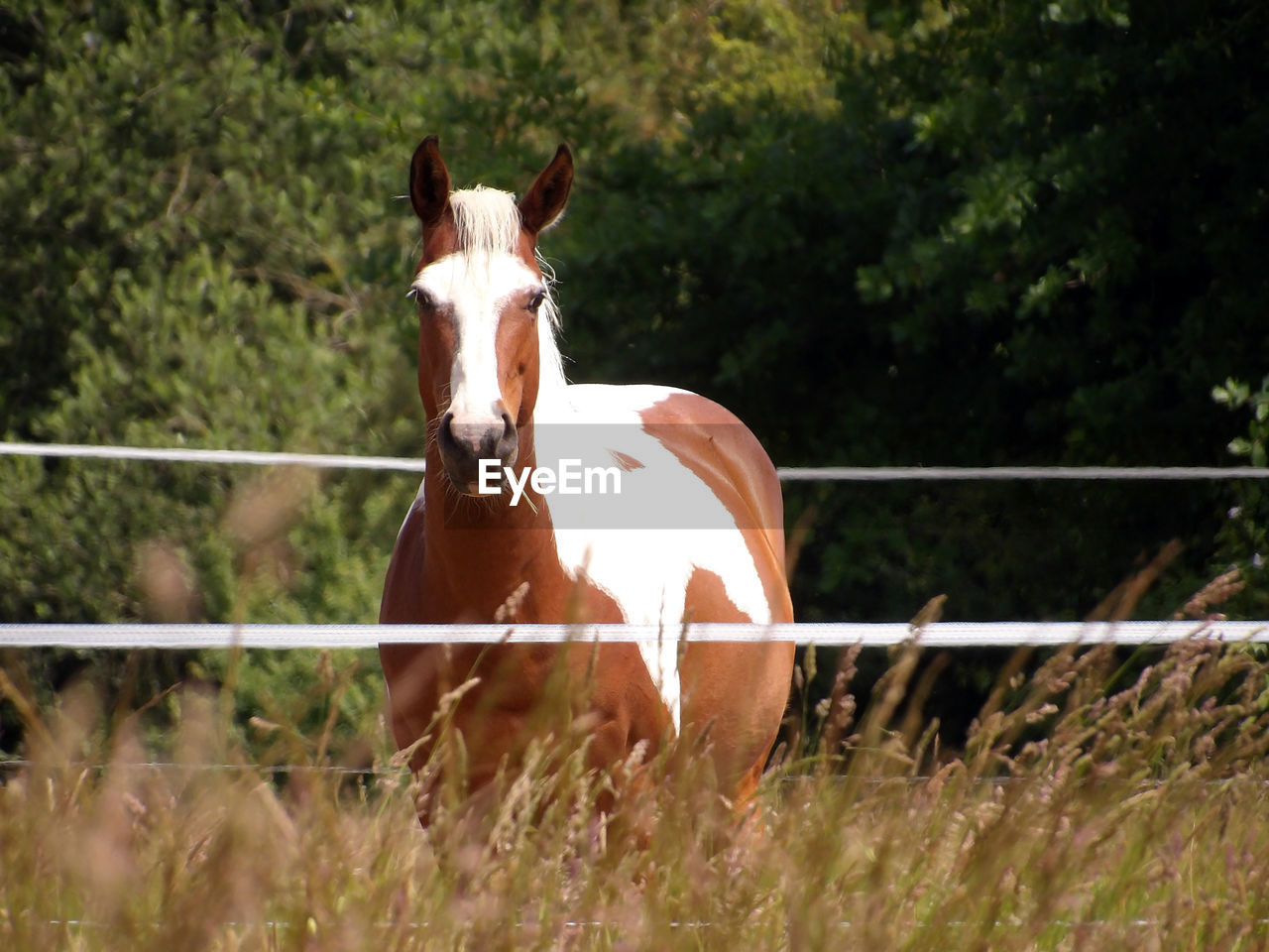 horse, mammal, animal themes, animal, domestic animals, livestock, animal wildlife, pet, pasture, mare, stallion, plant, one animal, fence, herbivorous, nature, grass, mane, tree, mustang horse, brown, field, day, ranch, no people, land, farm, equestrian sport, horseback riding, outdoors, working animal, agriculture, standing, meadow, landscape