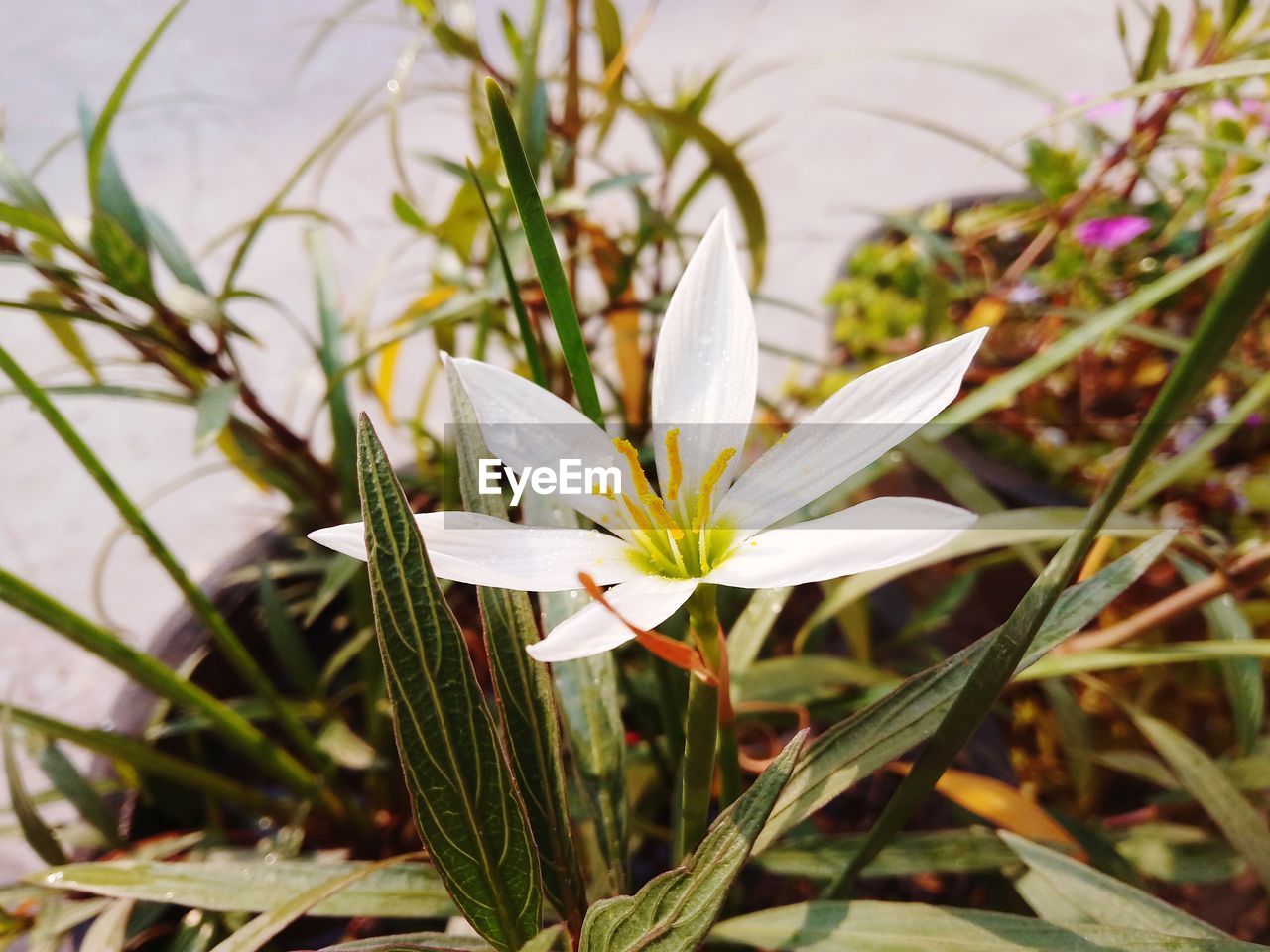 HIGH ANGLE VIEW OF WHITE FLOWERS BLOOMING OUTDOORS