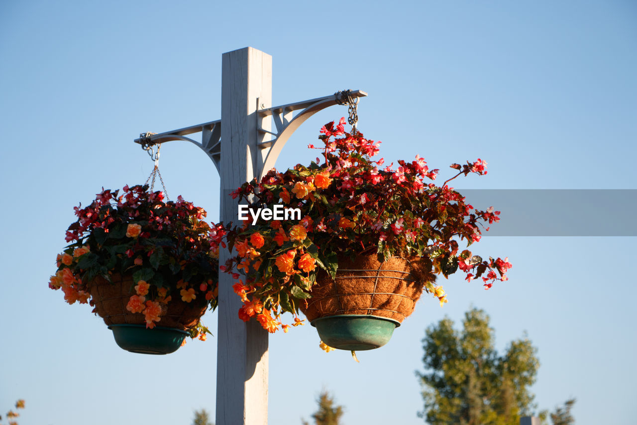 Low angle view of flower pots hanging against clear sky