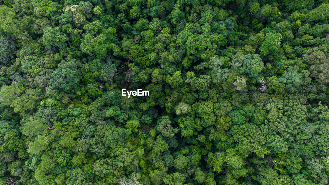 Aerial top view forest green tree, rainforest ecosystem and healthy environment background.