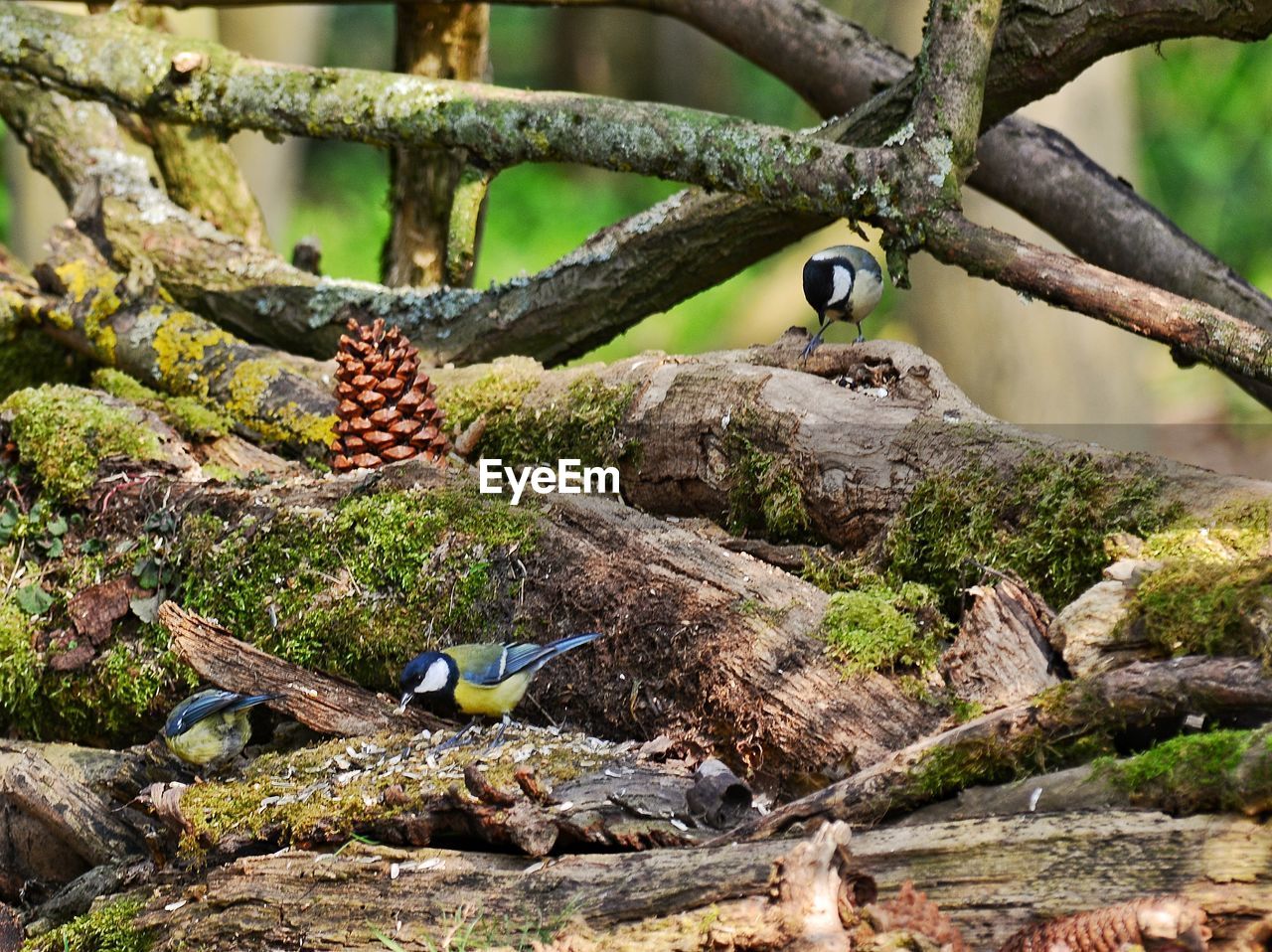 CLOSE-UP OF BIRD ON TREE